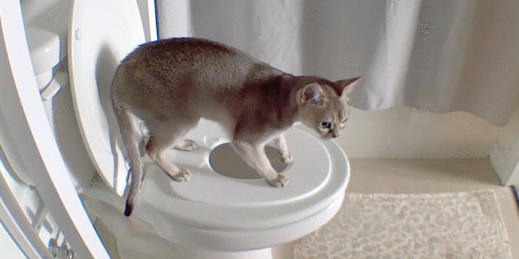 debunking-myths-about-cat-toilet-training-its-safe-humane-and-effective-with-our-system-and-a-bit-of-patience.--1024x512.png