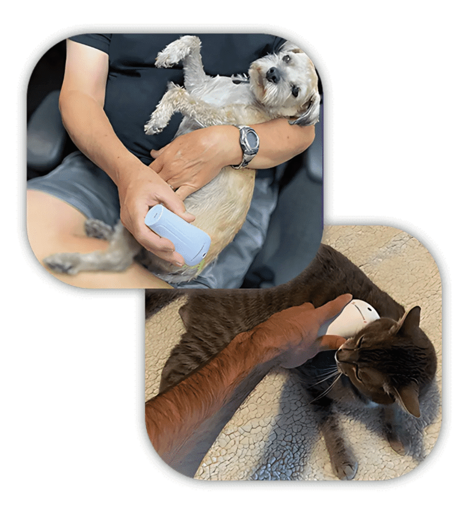 dnna-standard-image-1200-x-600-16-5-947x1024.png