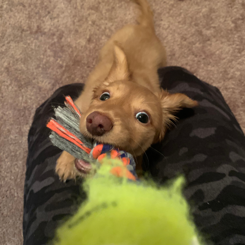 A playful puppy tugging on a colorful rope toy while looking up curiously