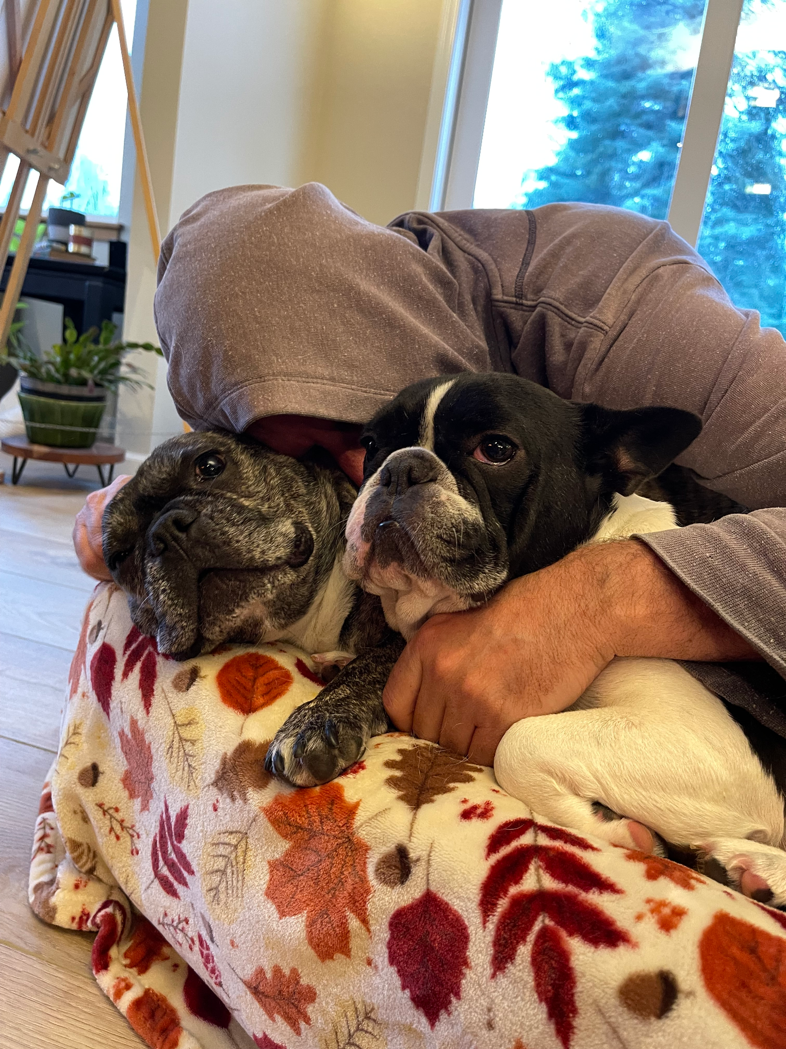 A person in a hoodie cuddles two dogs on a cozy blanket