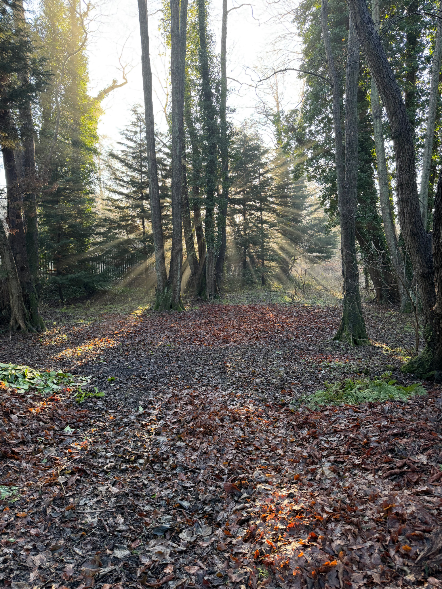 Sunlight filters through trees illuminating a forest path covered in fallen leaves