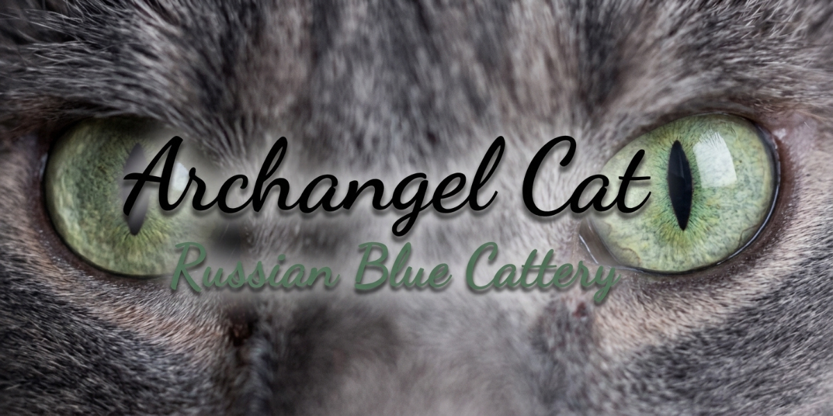 Close-up of a Russian Blue cat's striking green eyes with text overlay.