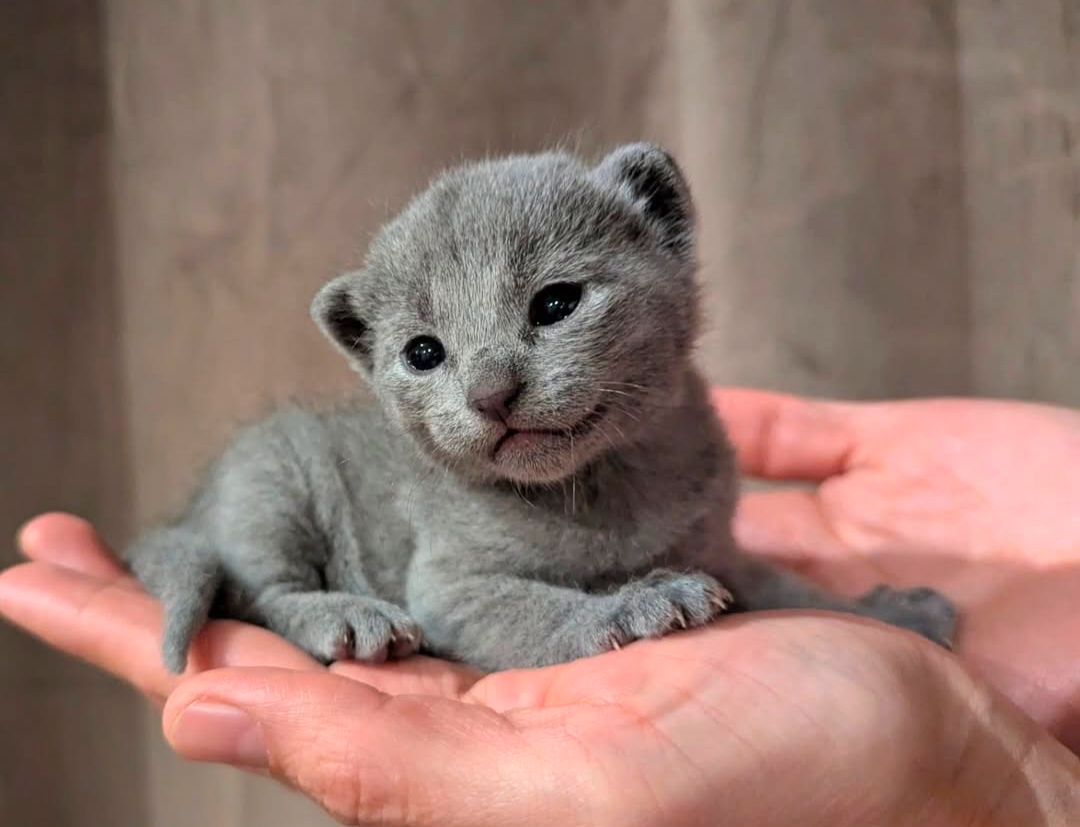 Gray kitten resting in a person's hand, looking curiously at the camera