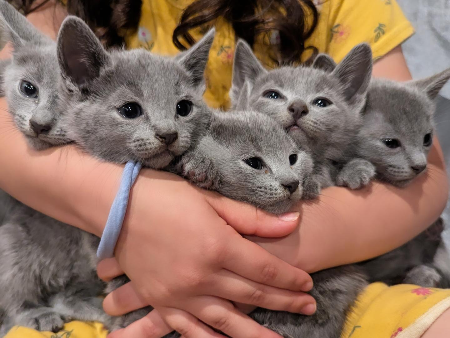 A person holds five gray kittens in their arms, all looking at the camera