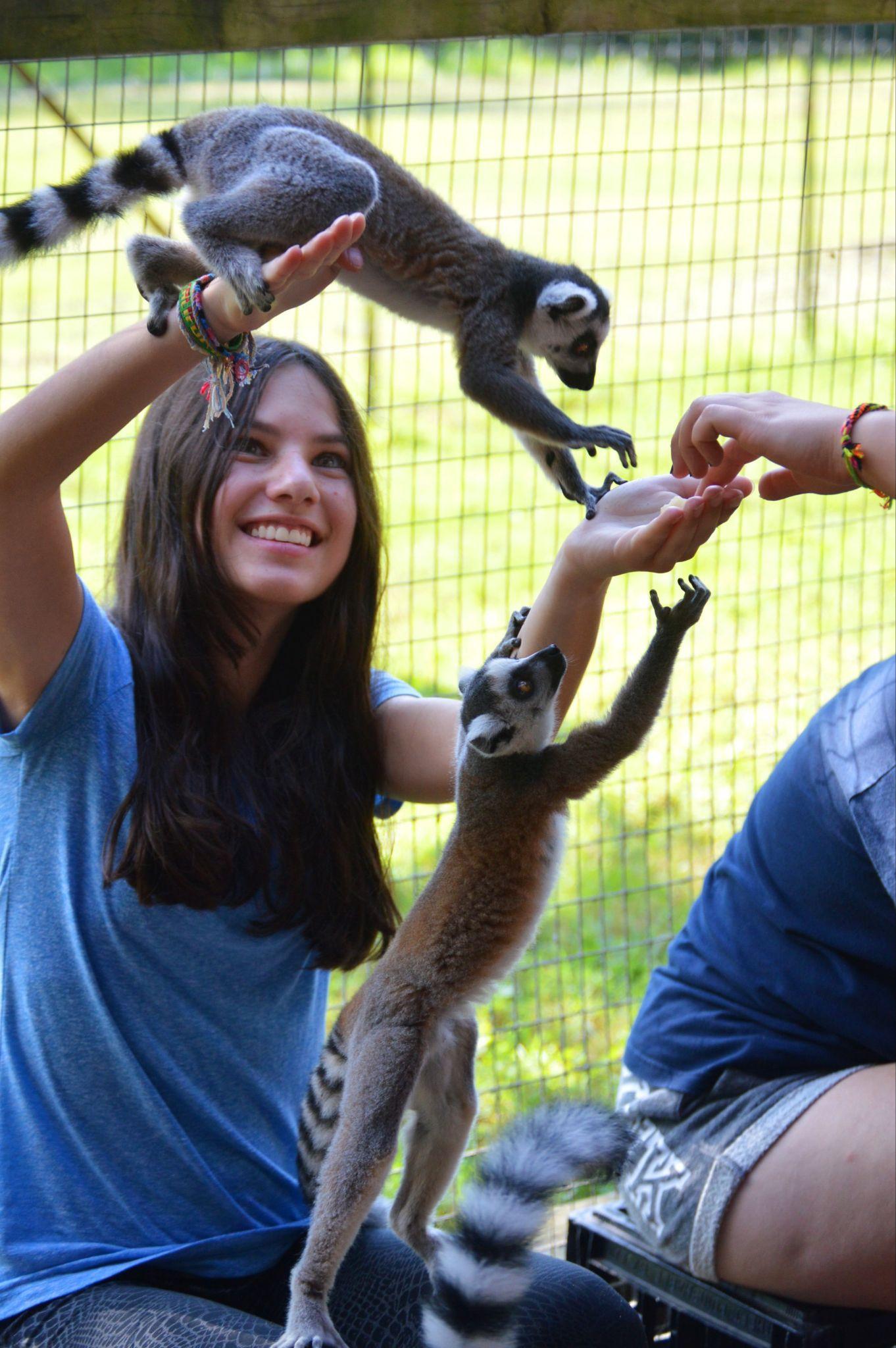 A girl interacting with several lemurs climbing on her arms and hands