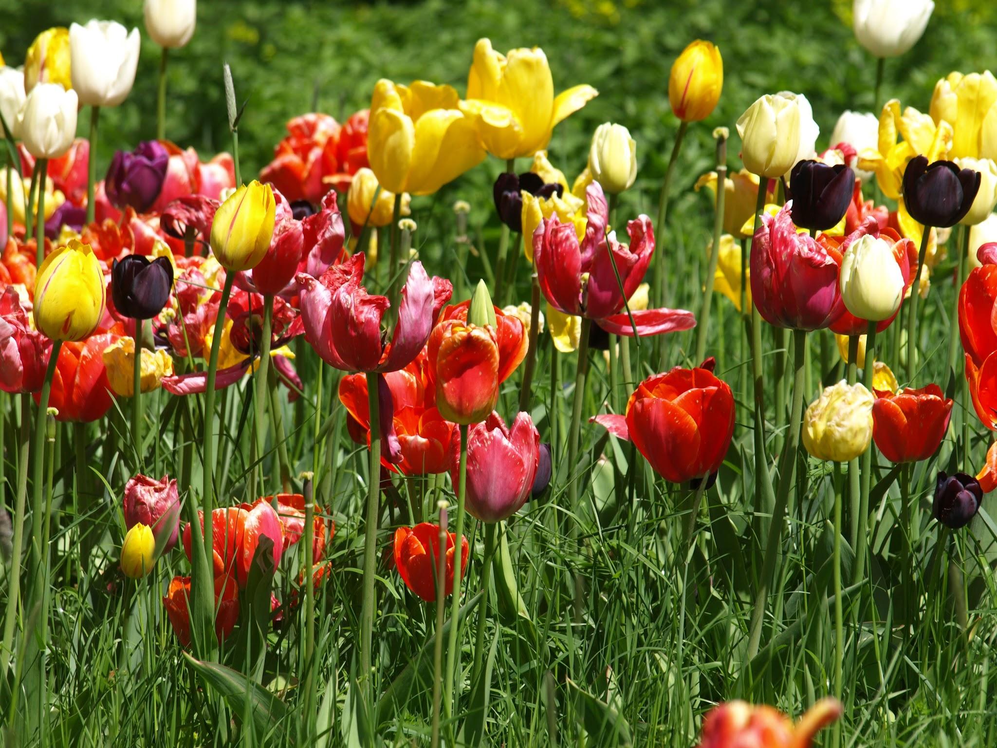 Colorful tulips in various shades bloom in a lush green field.