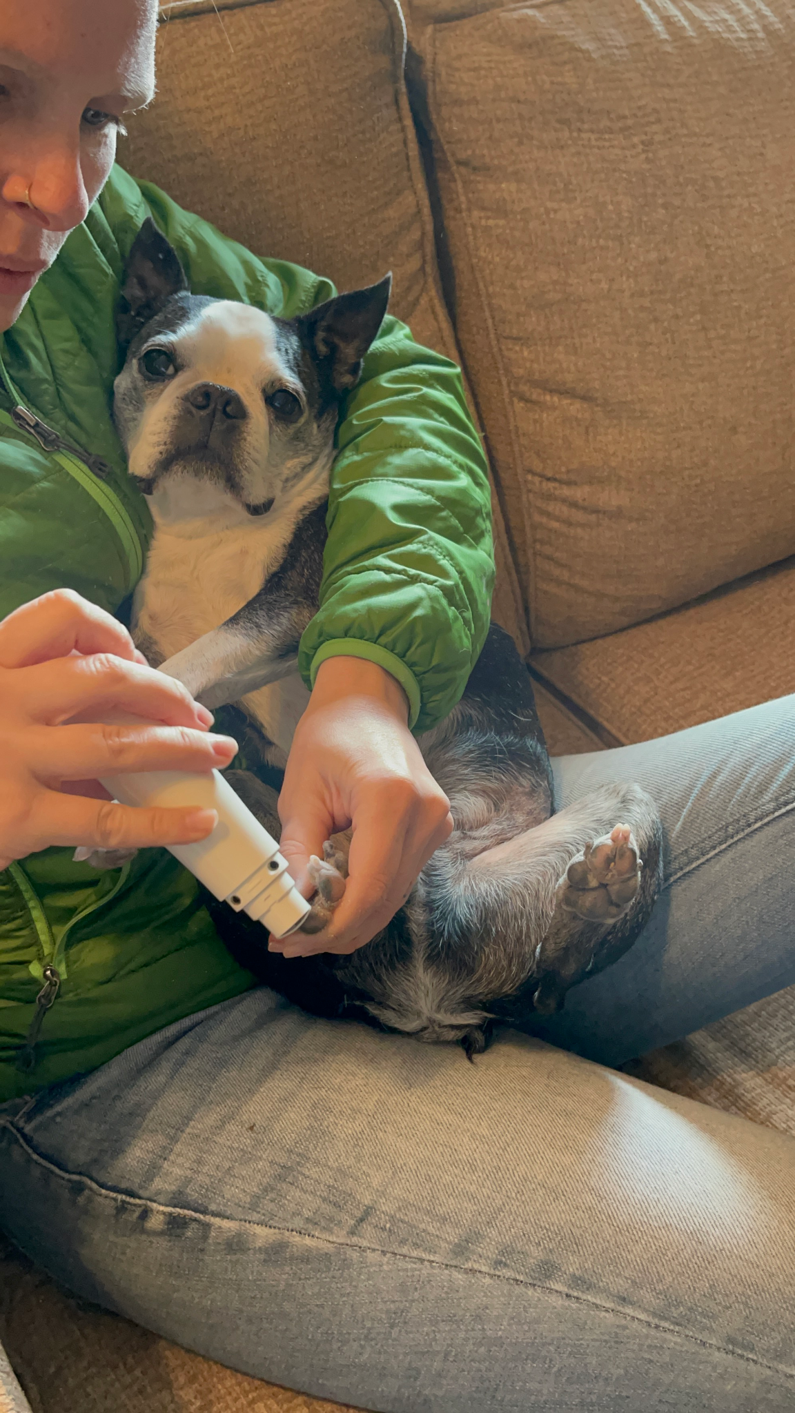 A person gently trims a dog's nails while the dog relaxes in their lap