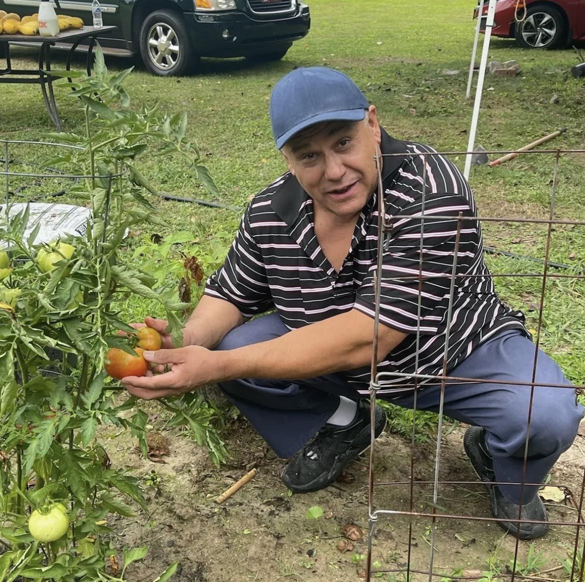 Man crouching beside a tomato plant, holding ripe tomatoes in a garden setting