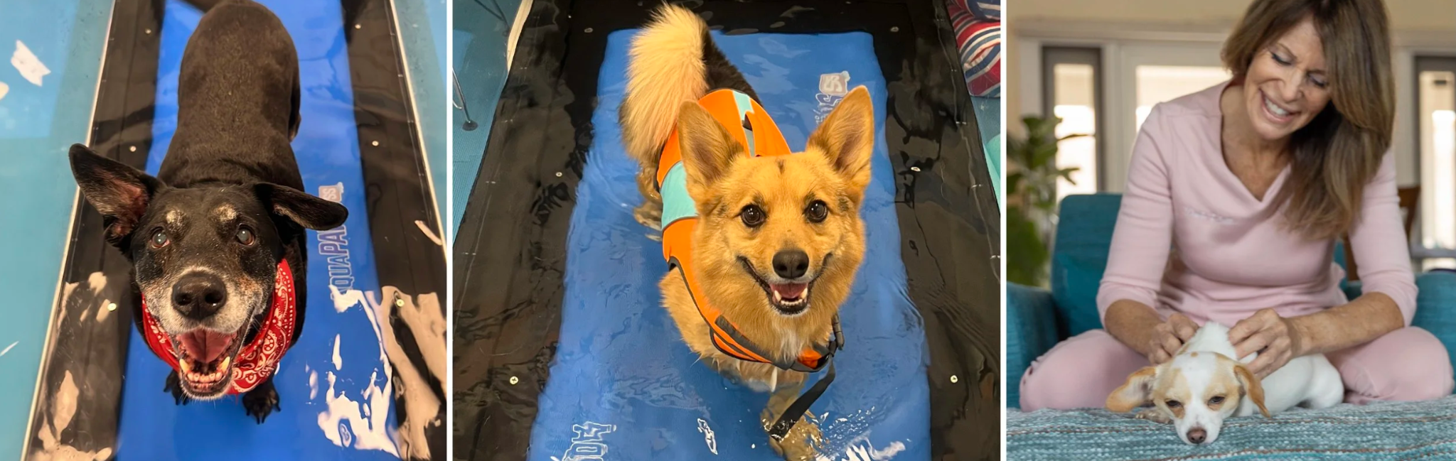 Three photos: a black dog swimming, a corgi in a life jacket, and a woman with a small dog.