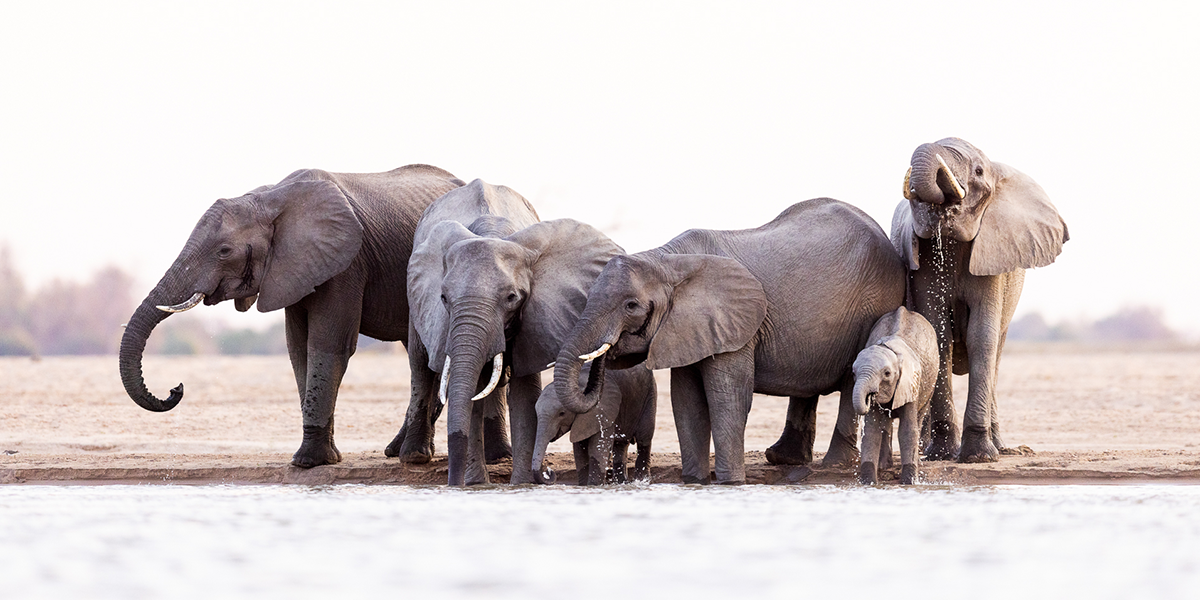 dusty-boots-travel-elephants-south-luangwa.jpg.png