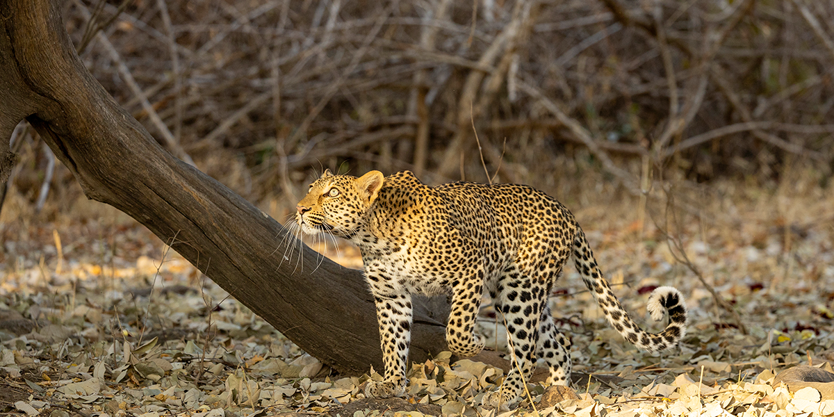 dusty-boots-travel-leopard-south-luangwa.jpg.png