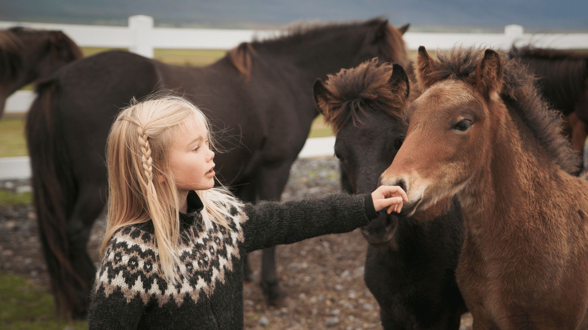 iceland-west-fjords-knitting-website-images-1920-x-1080-compressed-fe75dafd.jpg