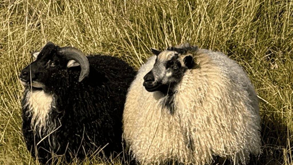 icelandic-sheep-1-1024x576.png