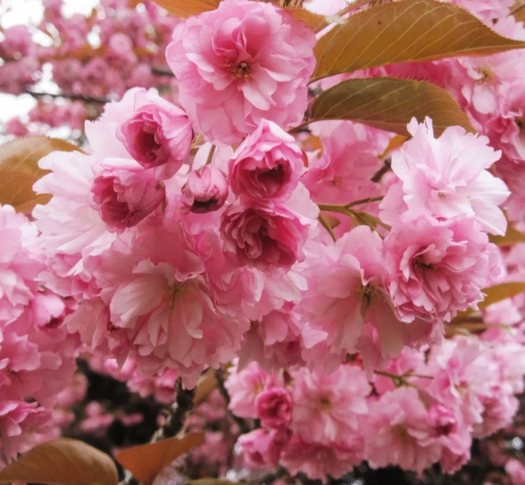 image-5-1024x946-793ed10f.png