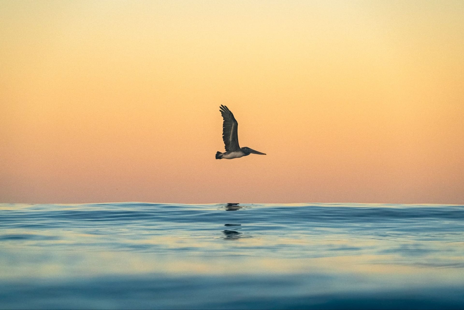 more-than-a-photograph-the-ocean-obsession-and-outdoor-pursuit-behind-westphoria-1-1.jpeg