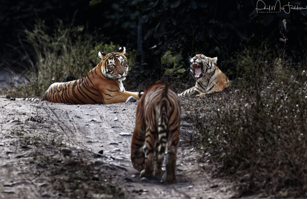 tigerpaws-by-spashram-journeys-beyond-adventure-creating-life-altering-experiences-1-1-1024x664.png