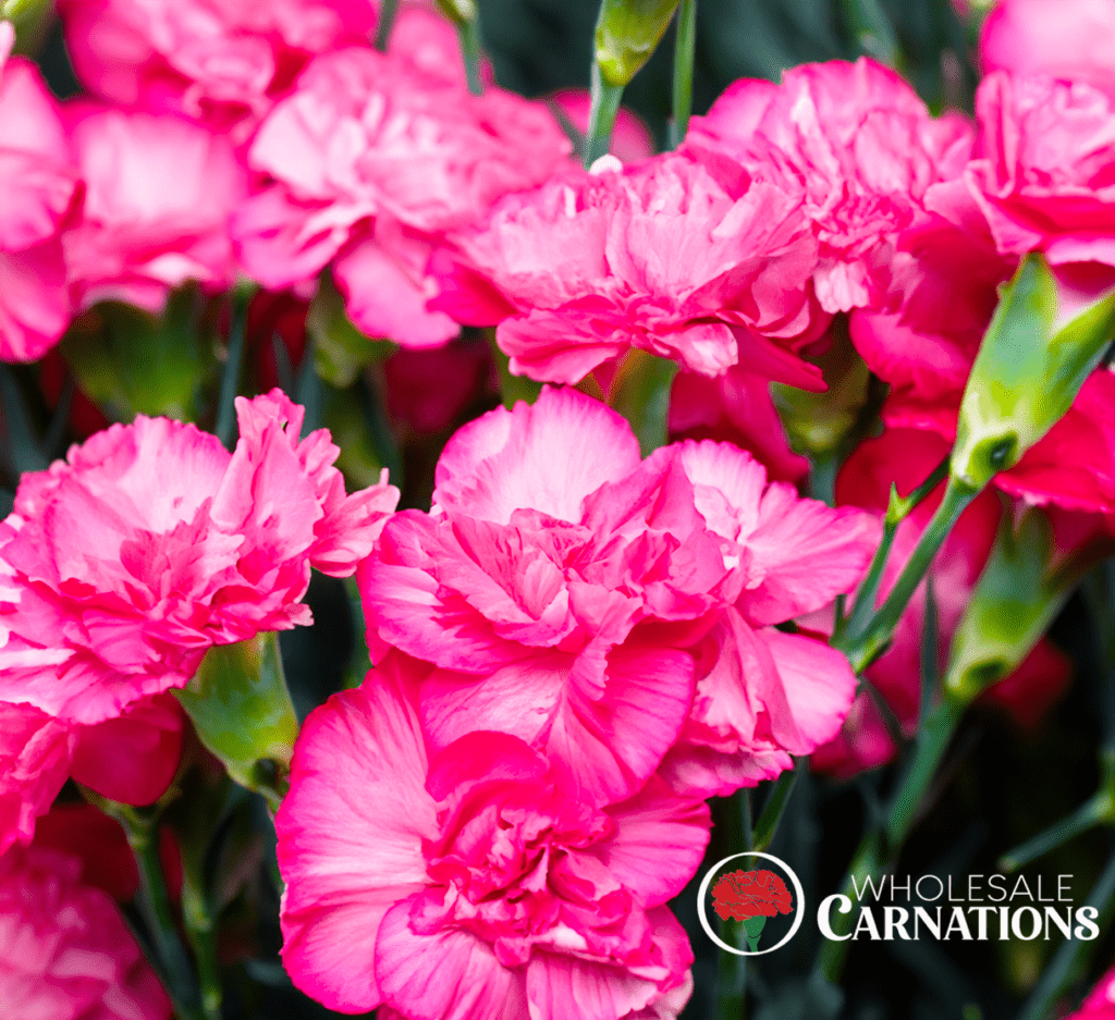 wholesale-carnations-2-1024x937-e48e9faa.png